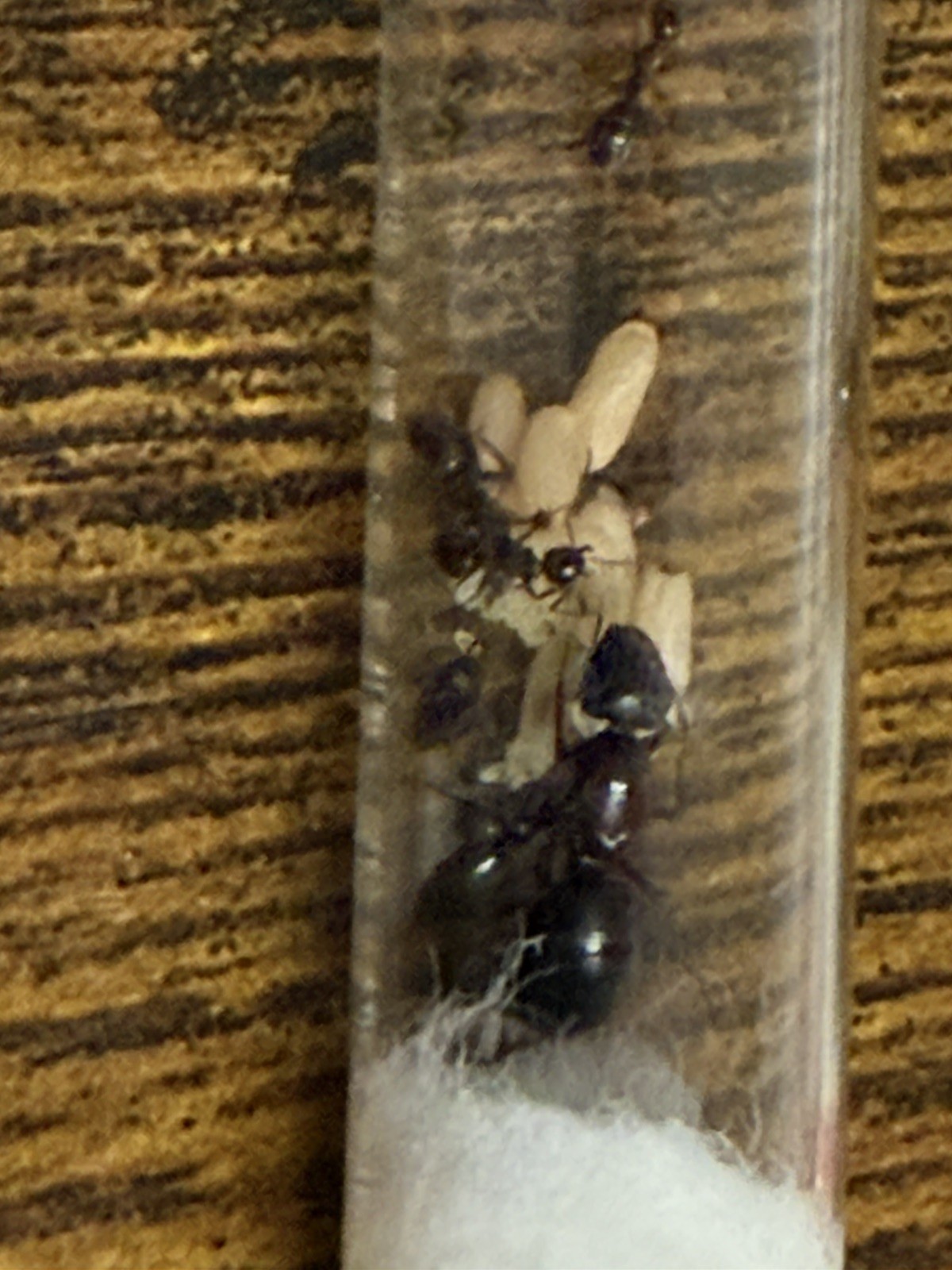 Camponotus Modoc Queen with 3+ workers and brood