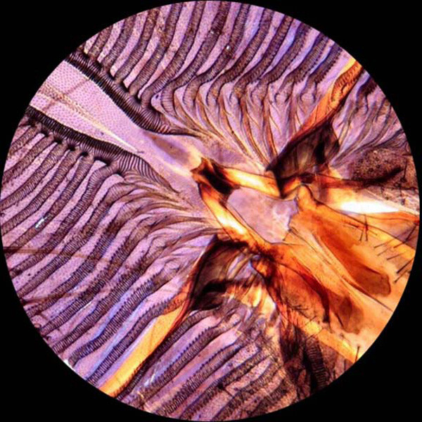 AmScope PS100E 100 Homeschool Biology Prepared Microscope Slides - Set E