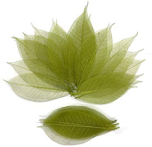 Olive Green Skeleton Leaves 100 Pcs 4-5 Inch Rubber Tree Crafts Wedding
