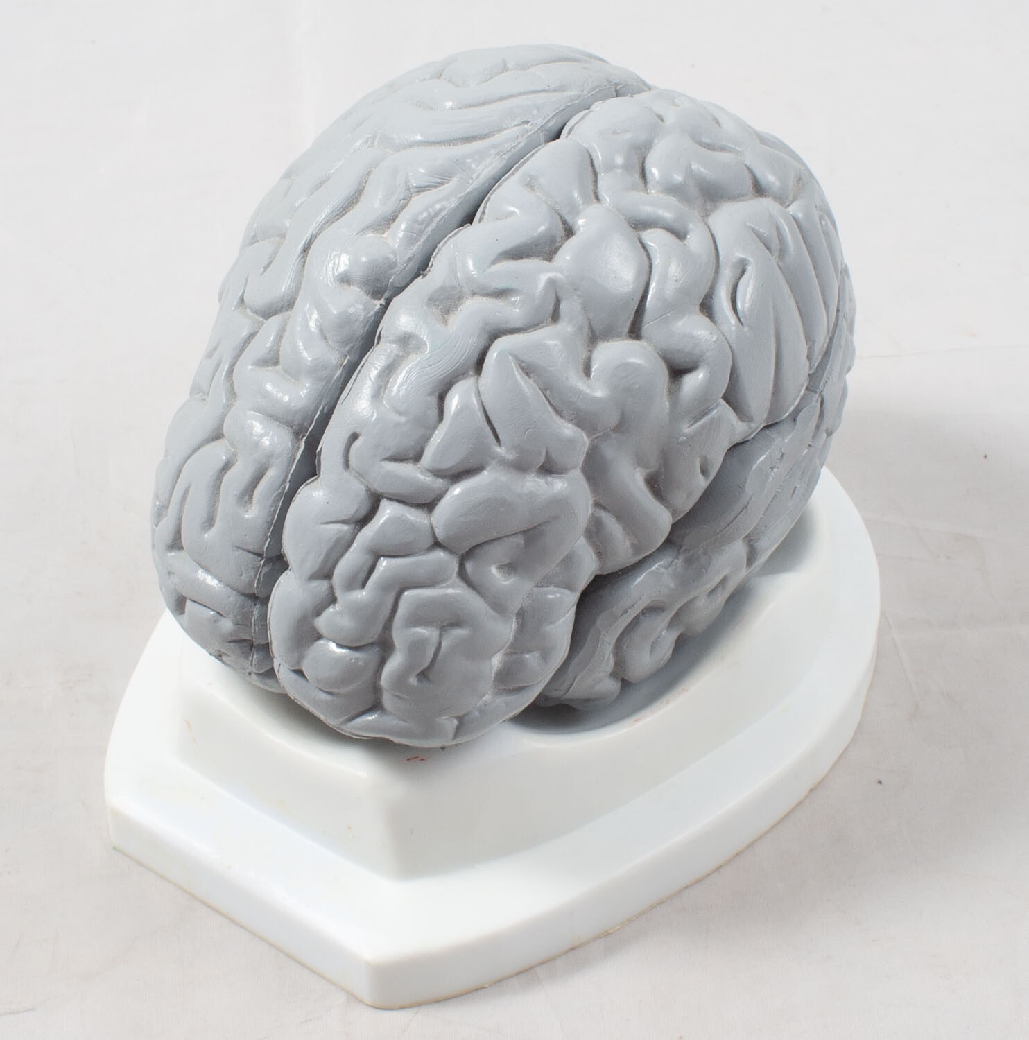 Anatomical Human Brain Model 3D Educational Teaching Tool