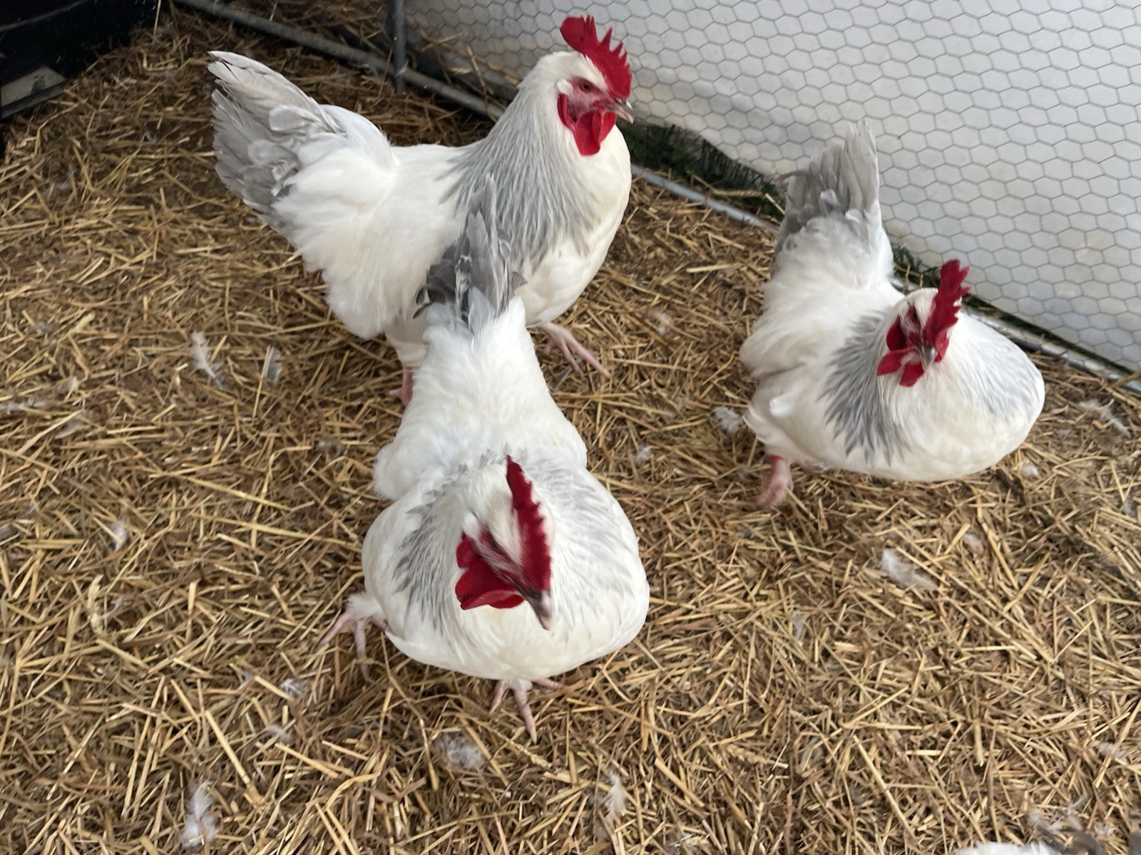 Coronation Sussex Chicken Eggs ~Rare~