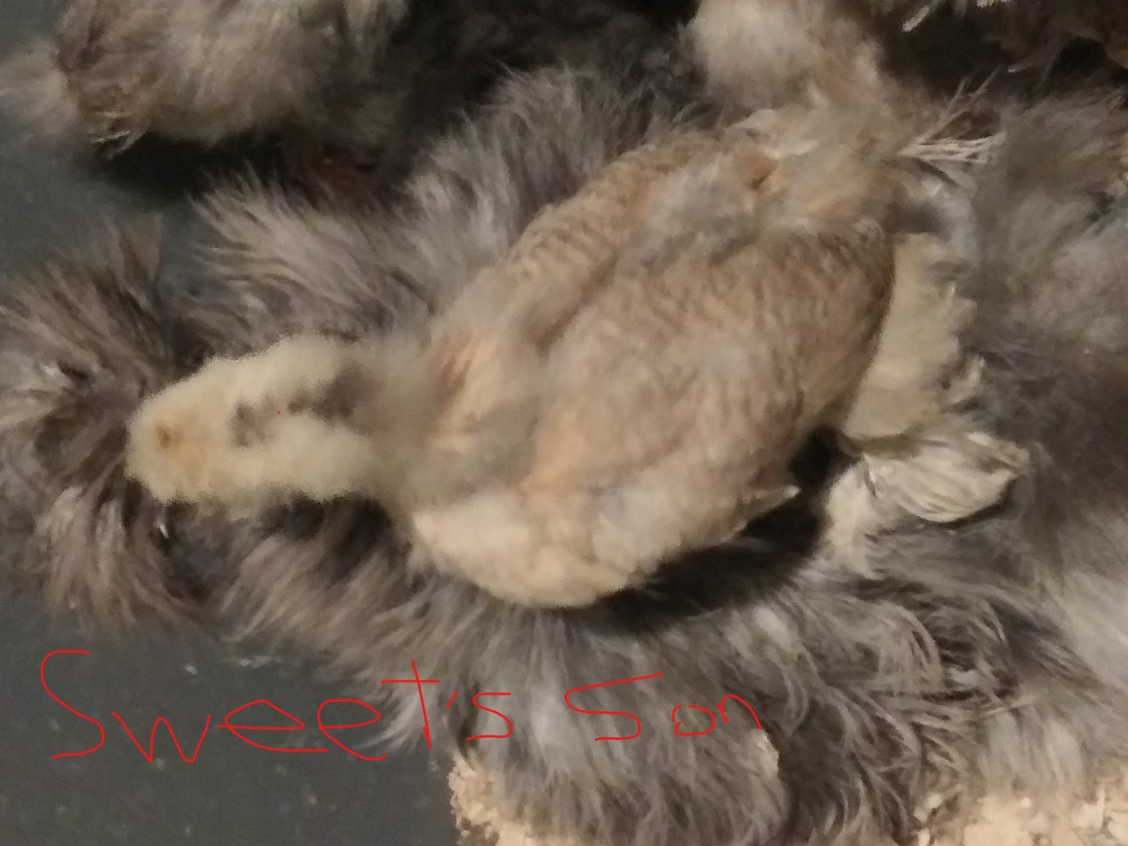 3 Silkie, Satin, Frizzle Hatching Eggs