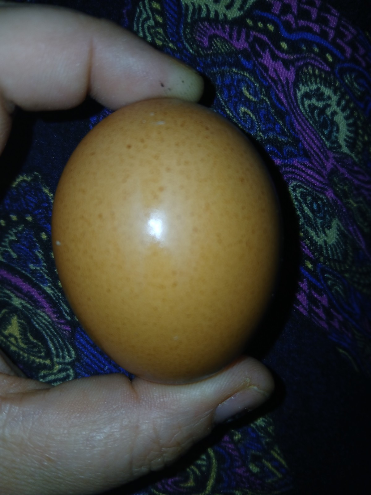 F1 North American Pita Pinta hatching eggs.