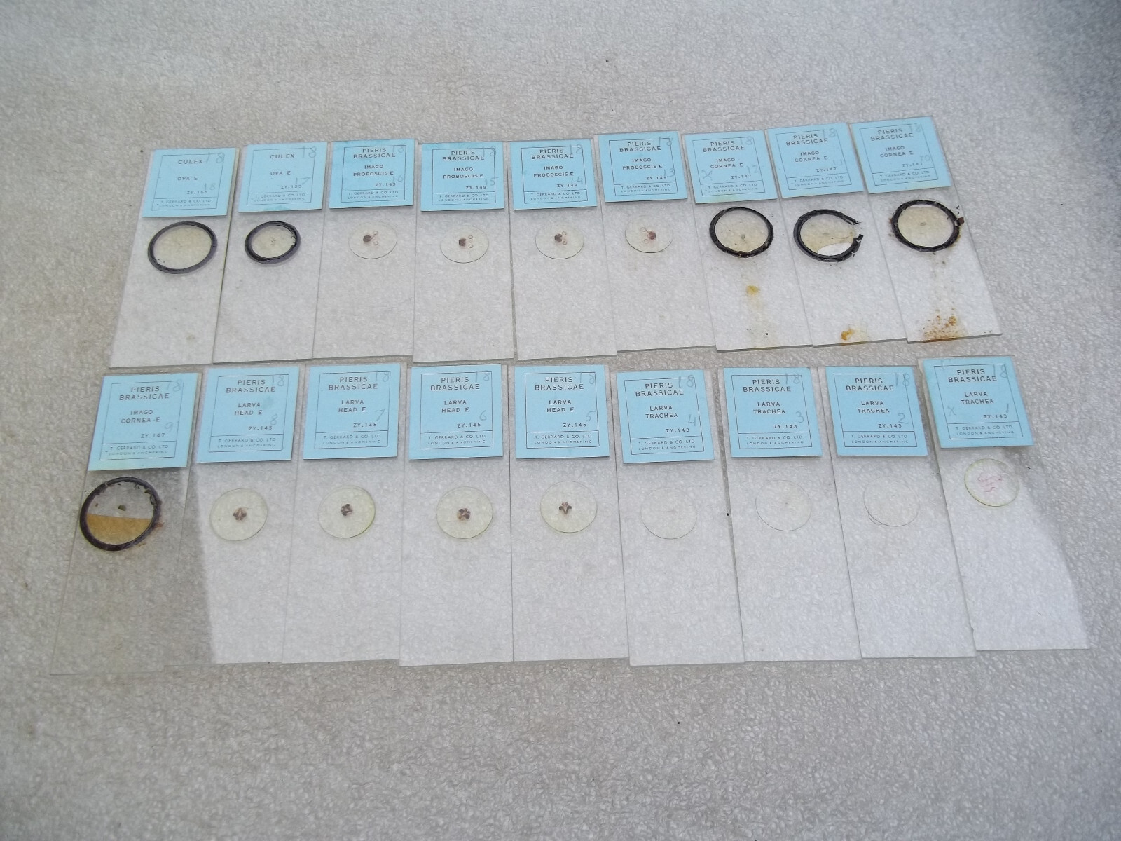 Vintage Glass Microscope Slides -