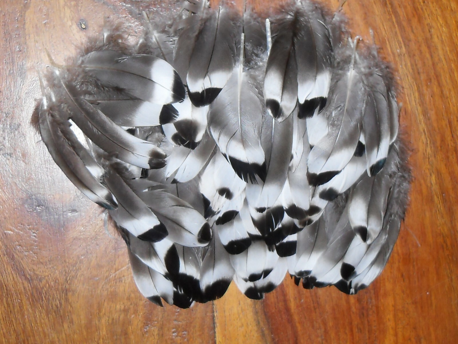 100 MALLARD DUCK SMALL WING FEATHERS,FLY TYING MILLINERY,HAIR JEWELLERY,CRAFT