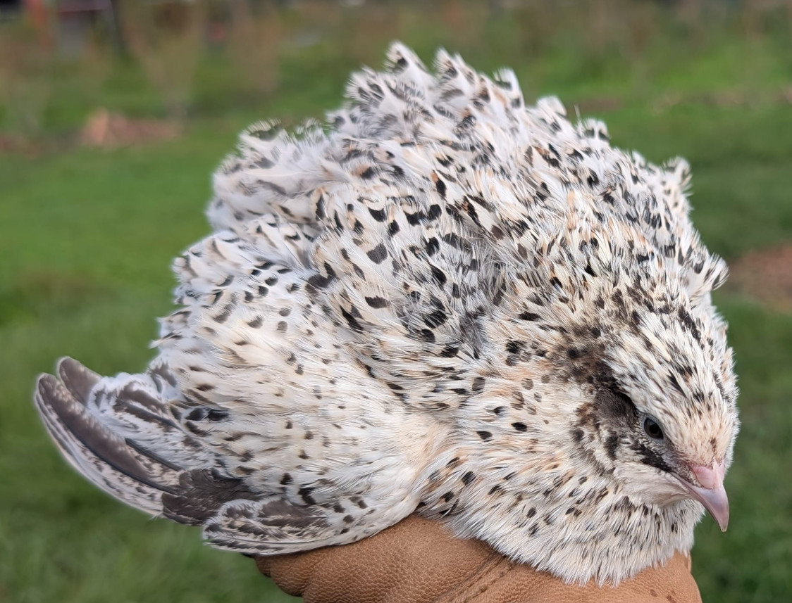 300 ++ Rainbow Coturnix Quail Hatching Eggs NPIP