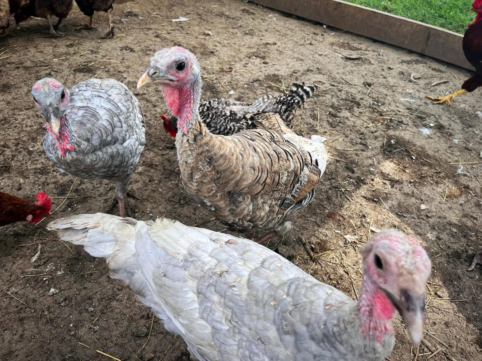 1doz.++ Assorted Species Fertile Hatching Eggs Turkey/chicken/duck