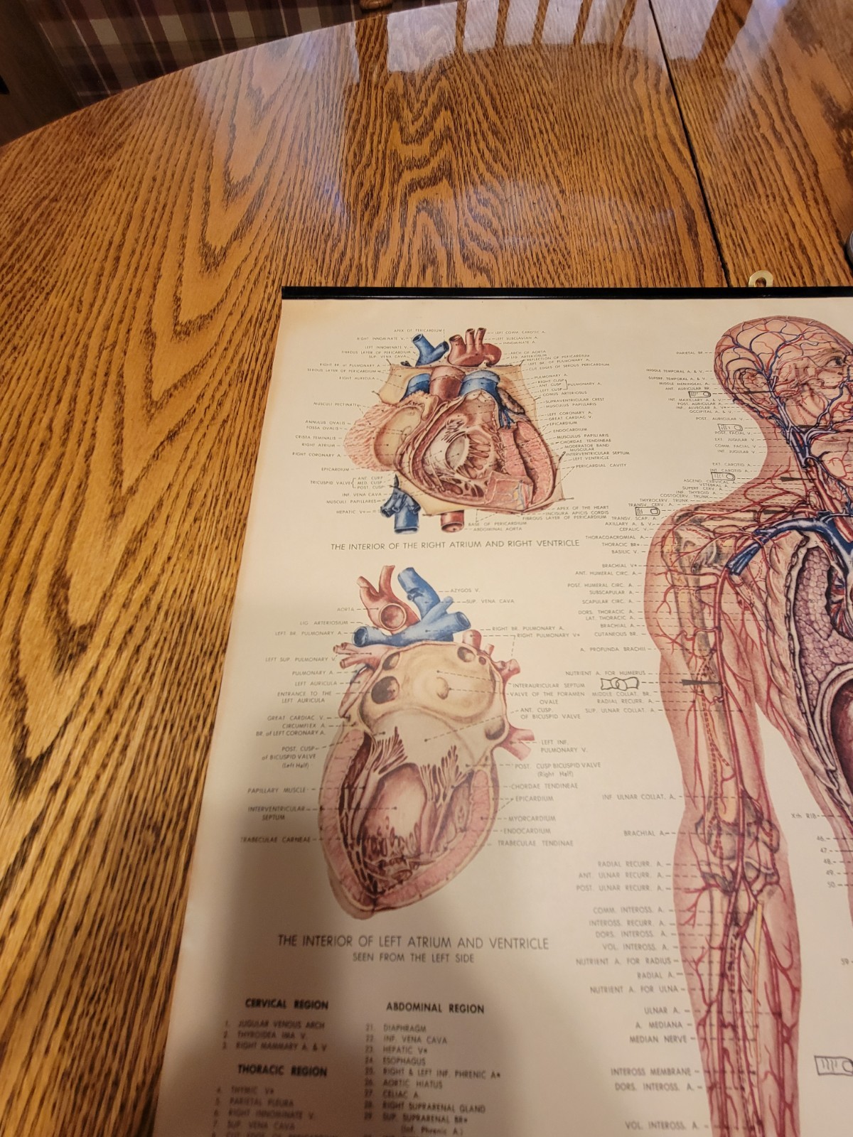 Vintage Peter Bachin Vascular System And Viscera Medical Chart