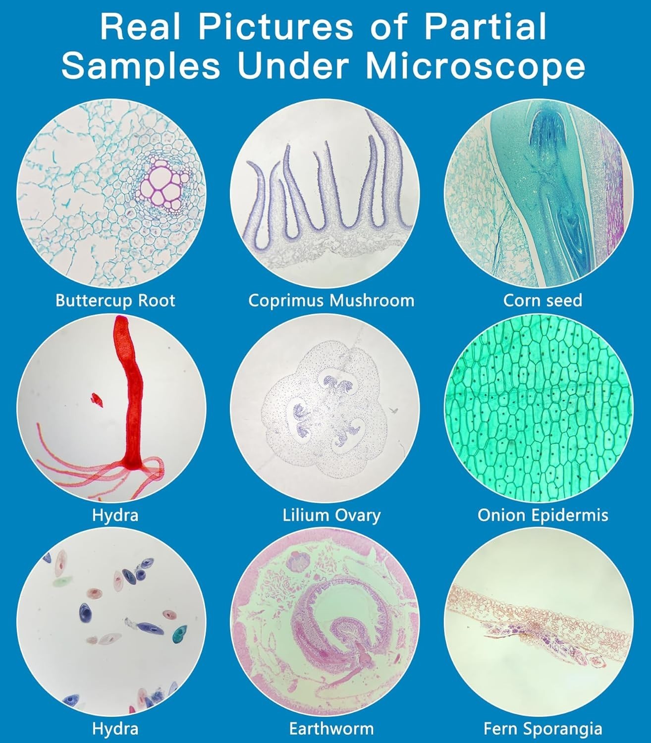 Diverse 60-Piece Microscope Slides Set for Kids - Perfect for Science Learning