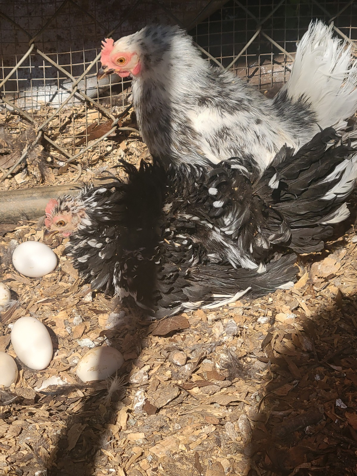 12+ Exchaquer Serama Hatching Eggs
