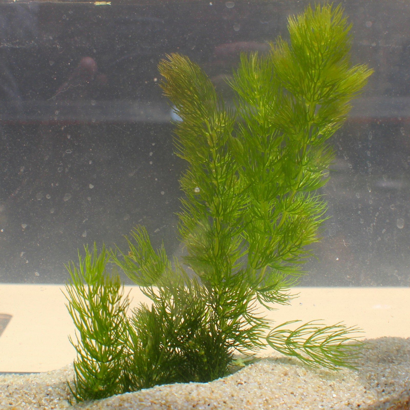 3+ Hornwort Live Aquarium Plants