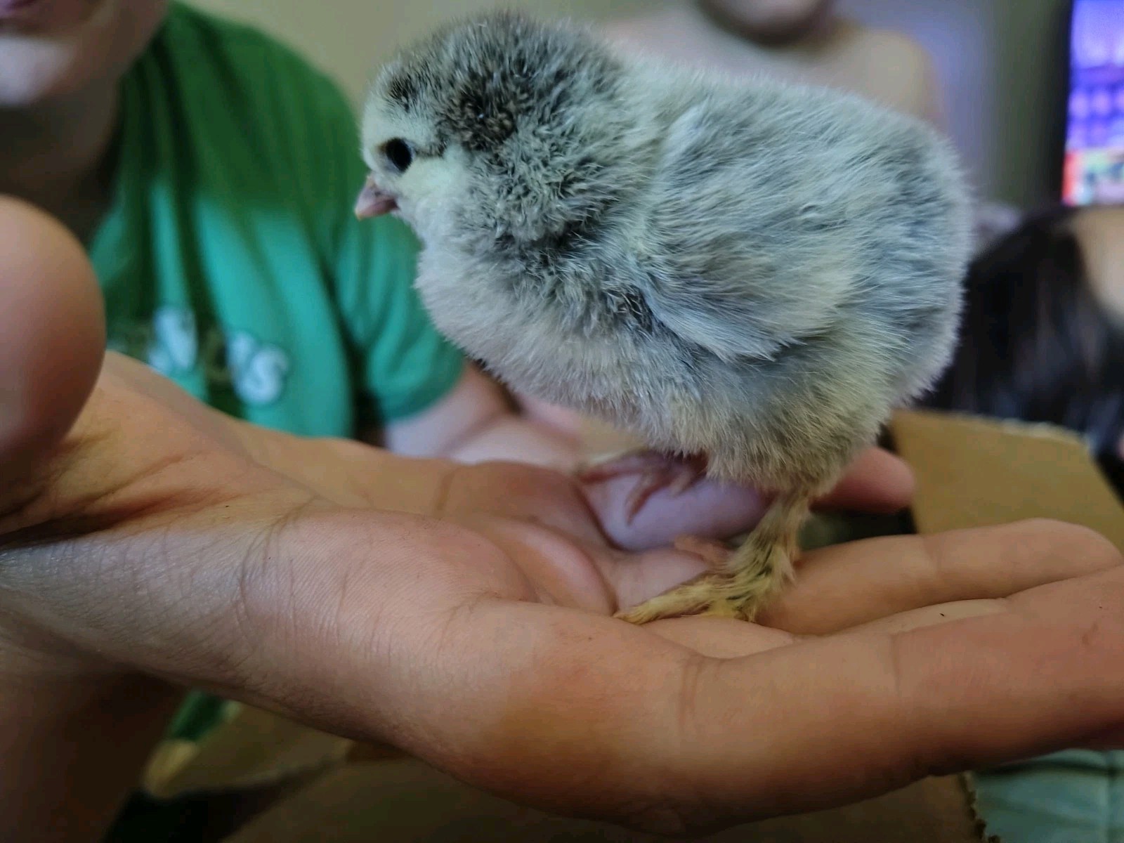 Assorted Rainbow Chicken Hatching Eggs (Assorted Colors)