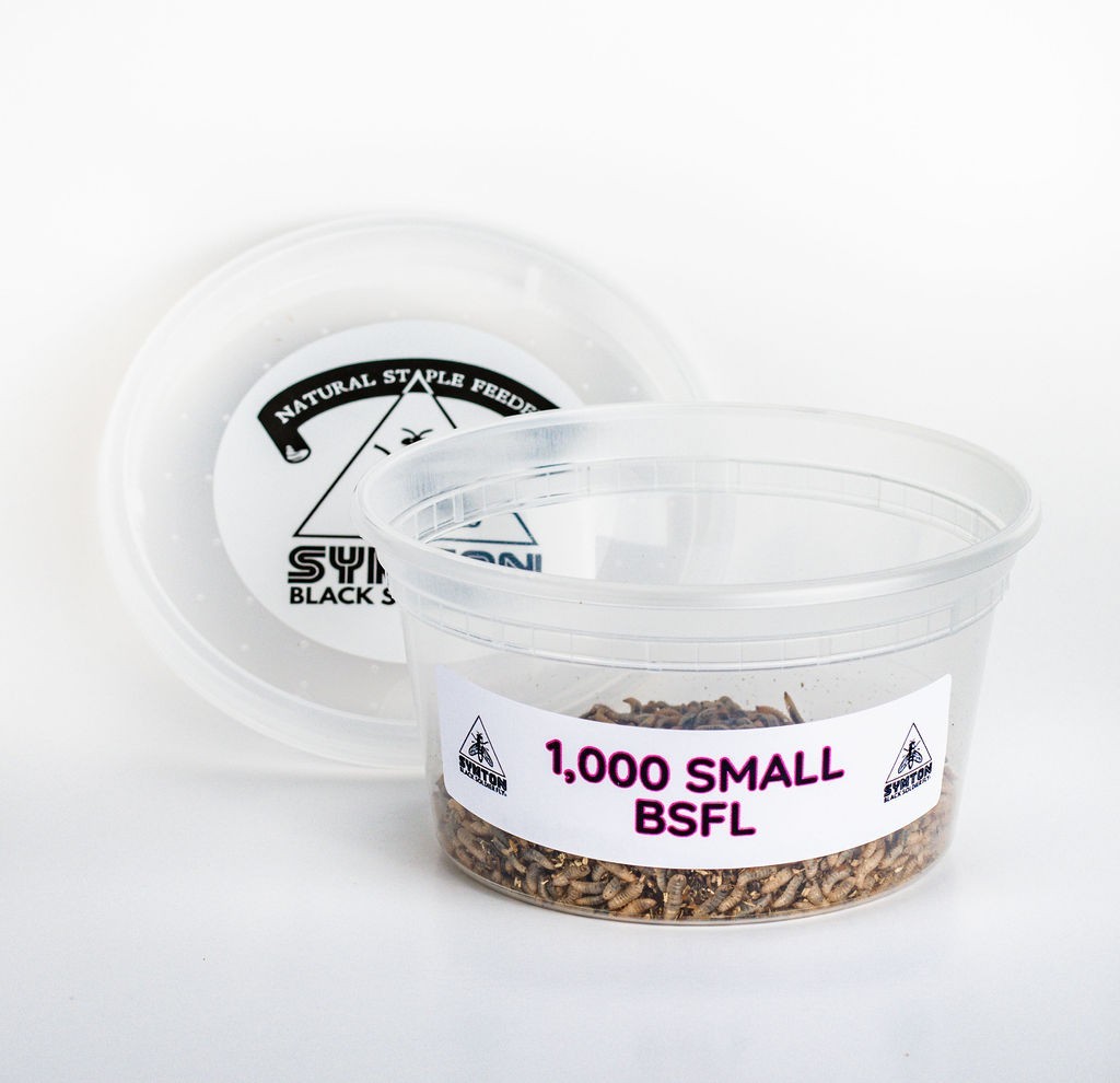 Live Feeders - Black Soldier Fly Larvae (Small)