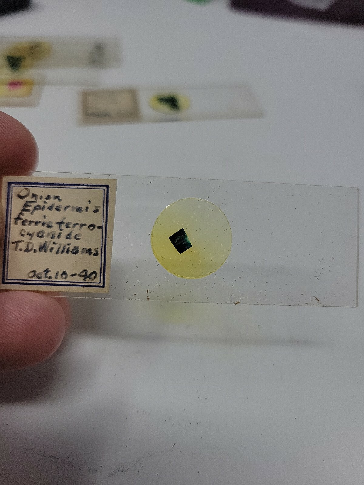 Vintage Microscope Slide 1940