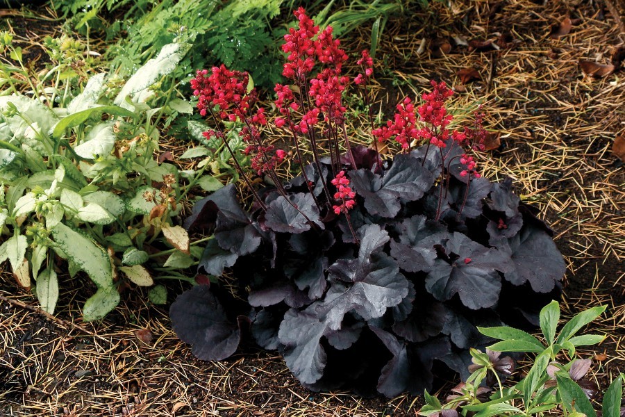 Live Black Forest Cake HEUCHERA + Coral Bells Plant - [Pint Pot] - Perennial