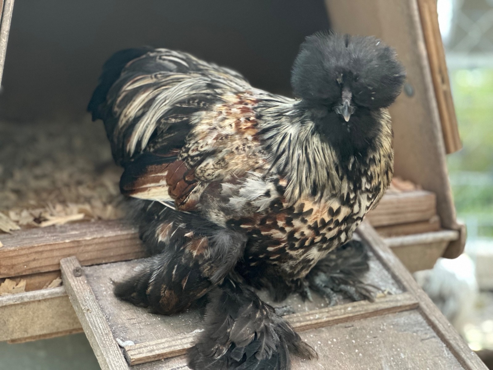 Silkie Hatching Eggs- breeder/show quality