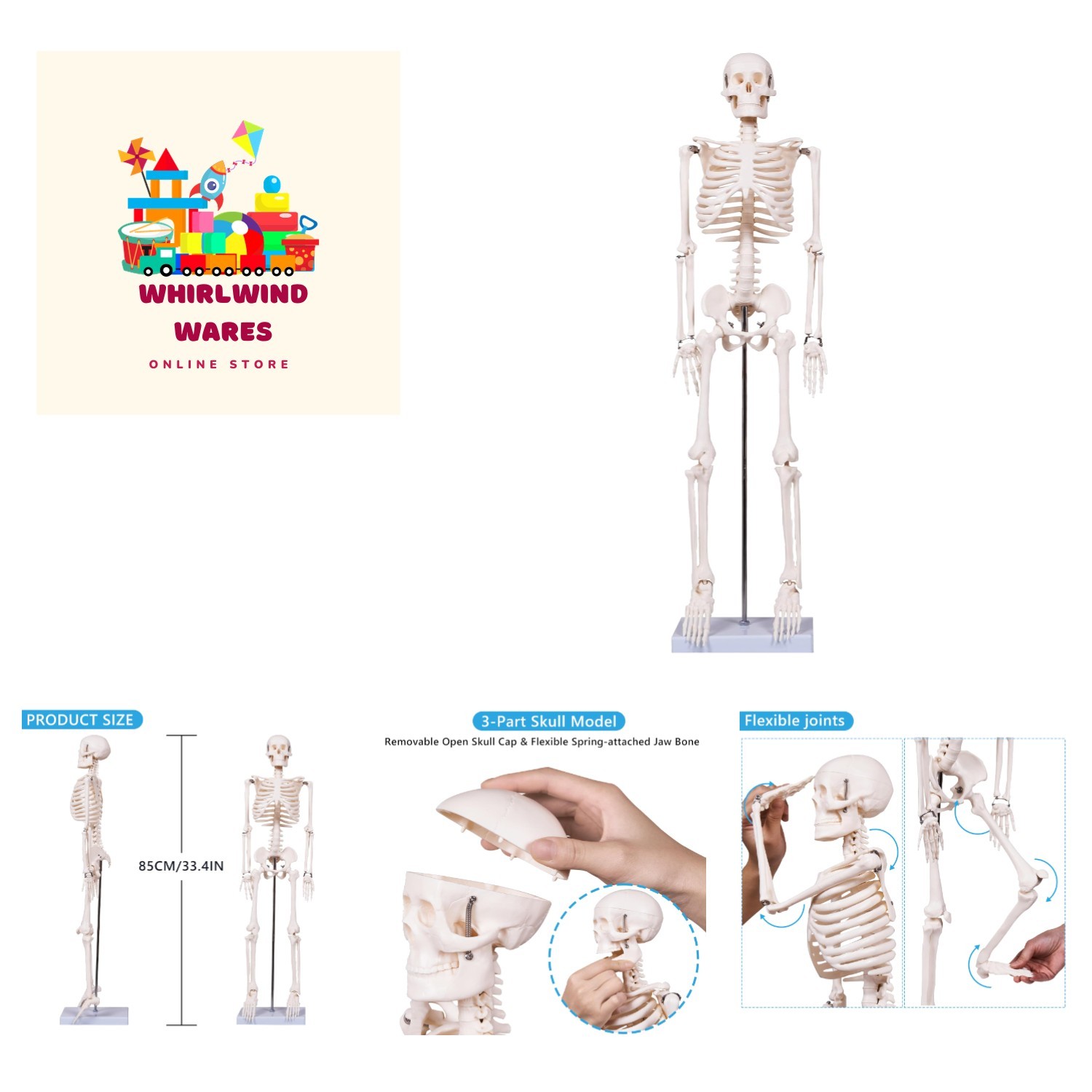 Scientifc Human Skeleton Model for Anatomy, 33.4’’ Skeleton Model with Metal ...