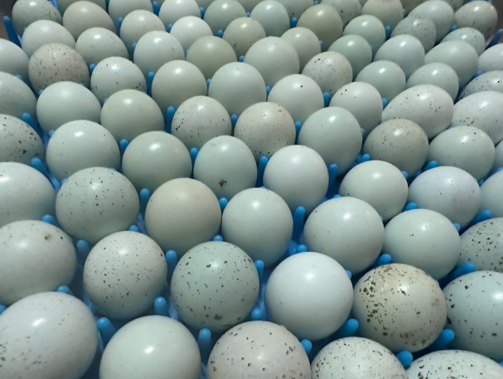 54 Celadon Blue Coturnix Quail Hatching Eggs - 100% BLUE