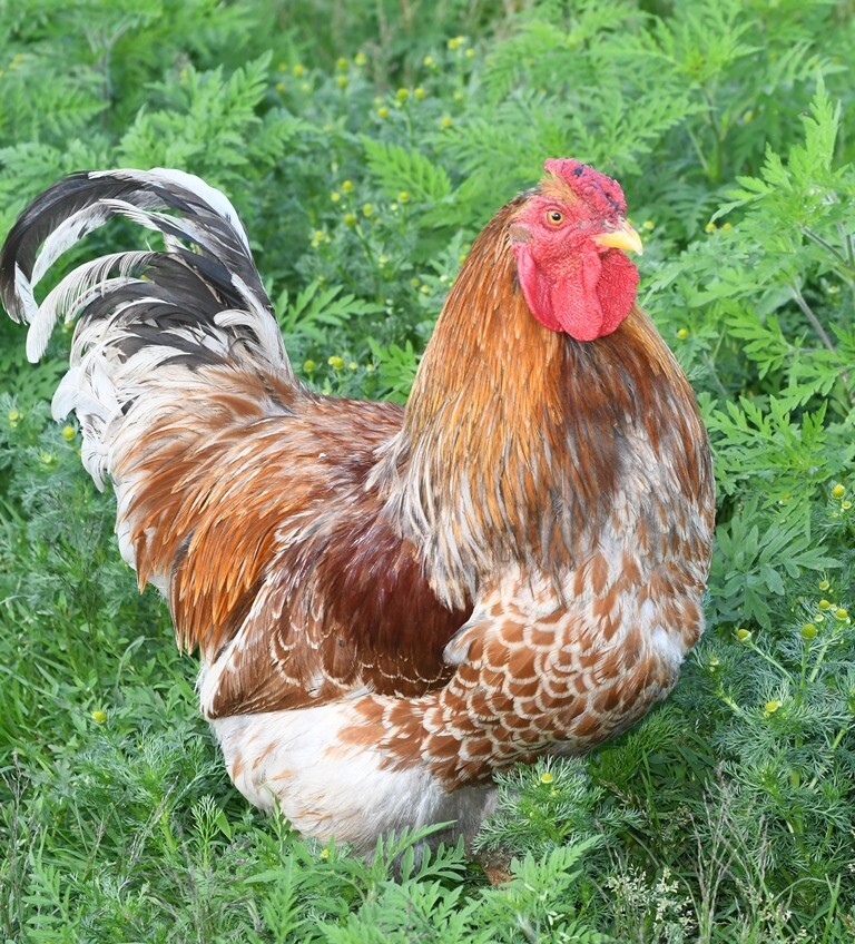 10 Fertile Blue-laced Red Wyandotte eggs