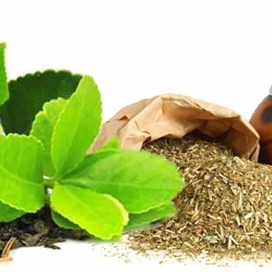 Yerba Mate Ilex Paraguariensis grow your own Yerba Mate - 100 fresh seeds