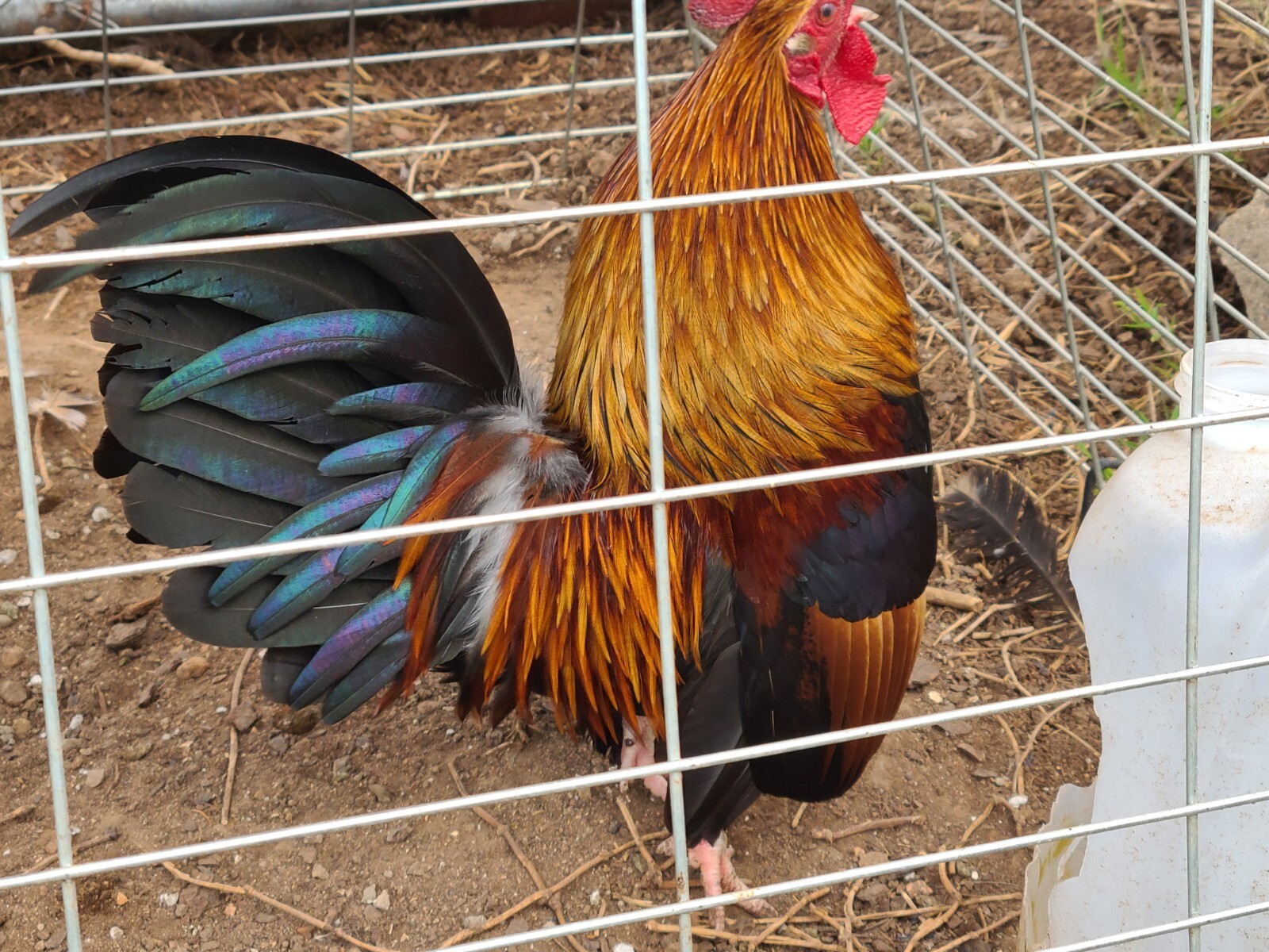 MINI SERAMA CHICKEN ALIVE