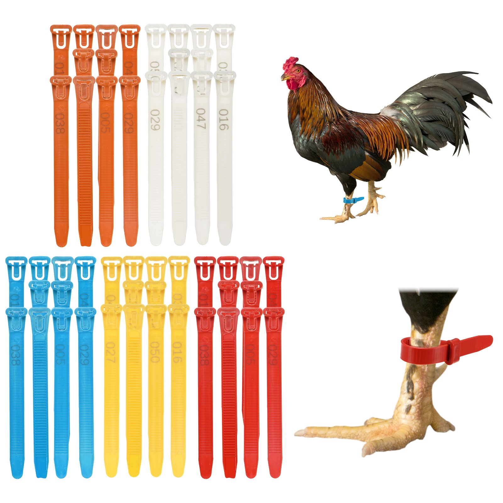 100-Pack Adjustable Chickens Leg Bands, 10-28 mm Plastic Leg Rings [Multicolor]