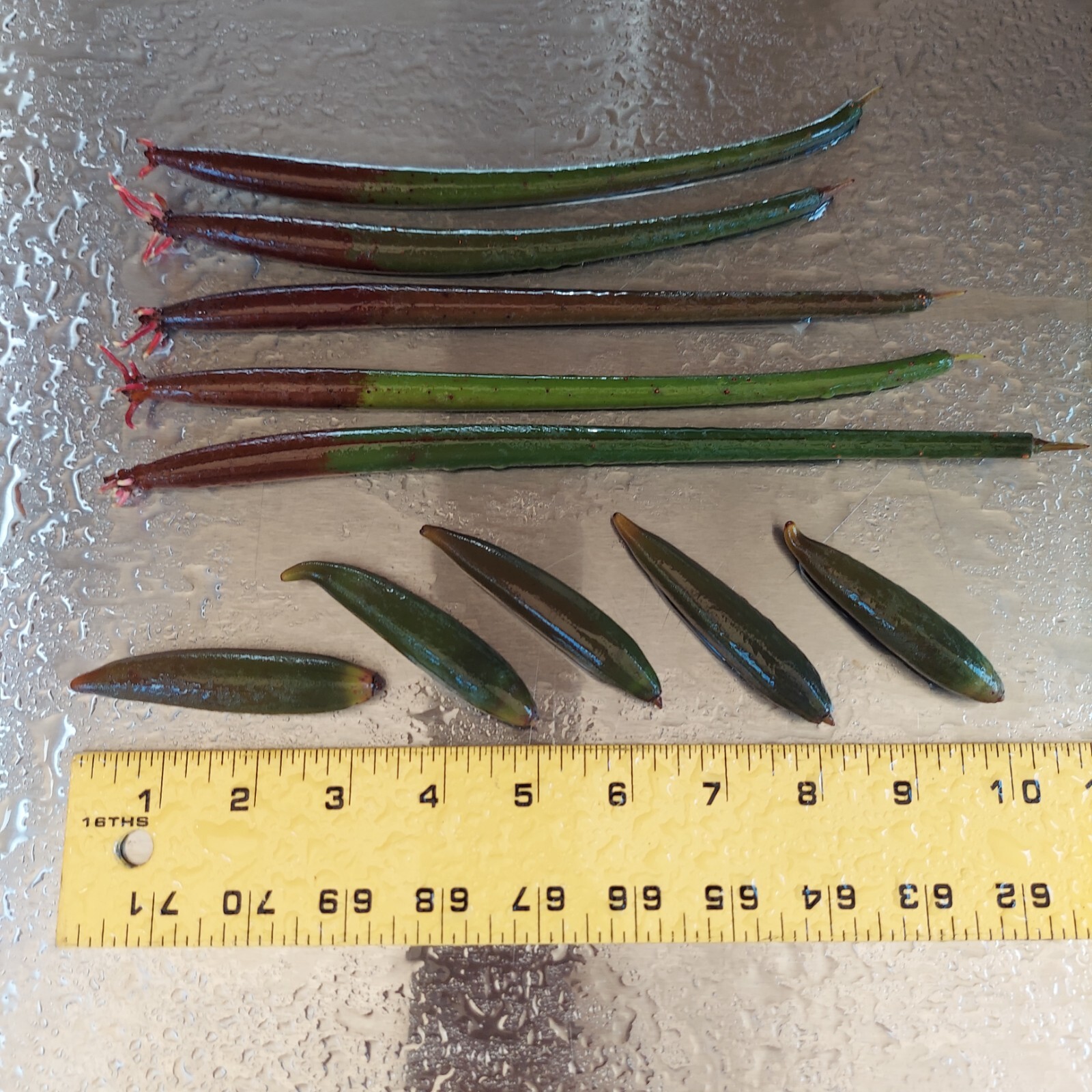 5 Red Mangrove Live Plants WITH ROOTS, 5 Oriental Orange Mangrove Seeds Aquarium