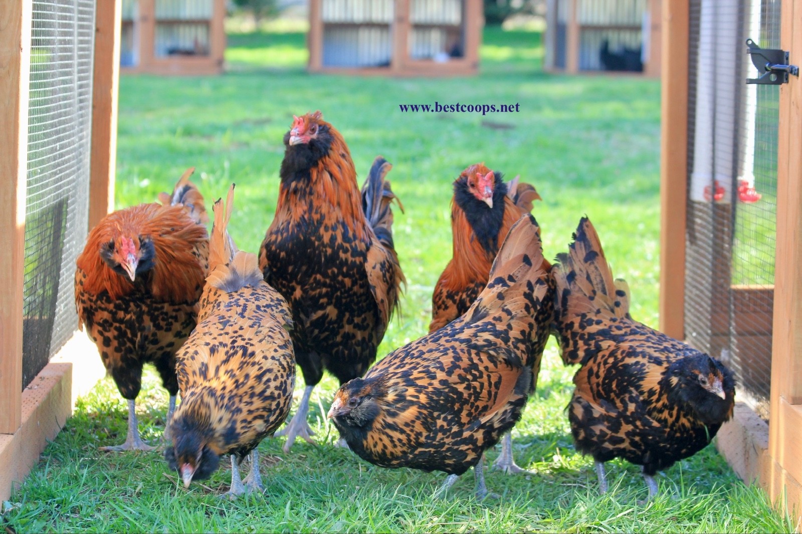 6+ Gold Owlbeard Fertile Chicken Hatching Eggs