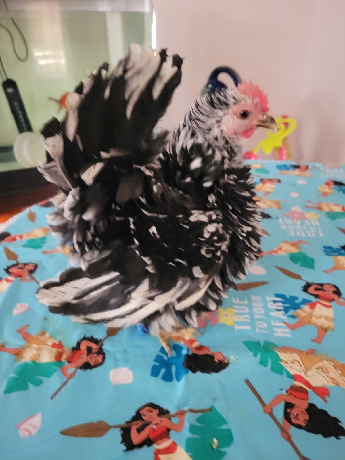 12+ Exchaquer Serama Hatching Eggs