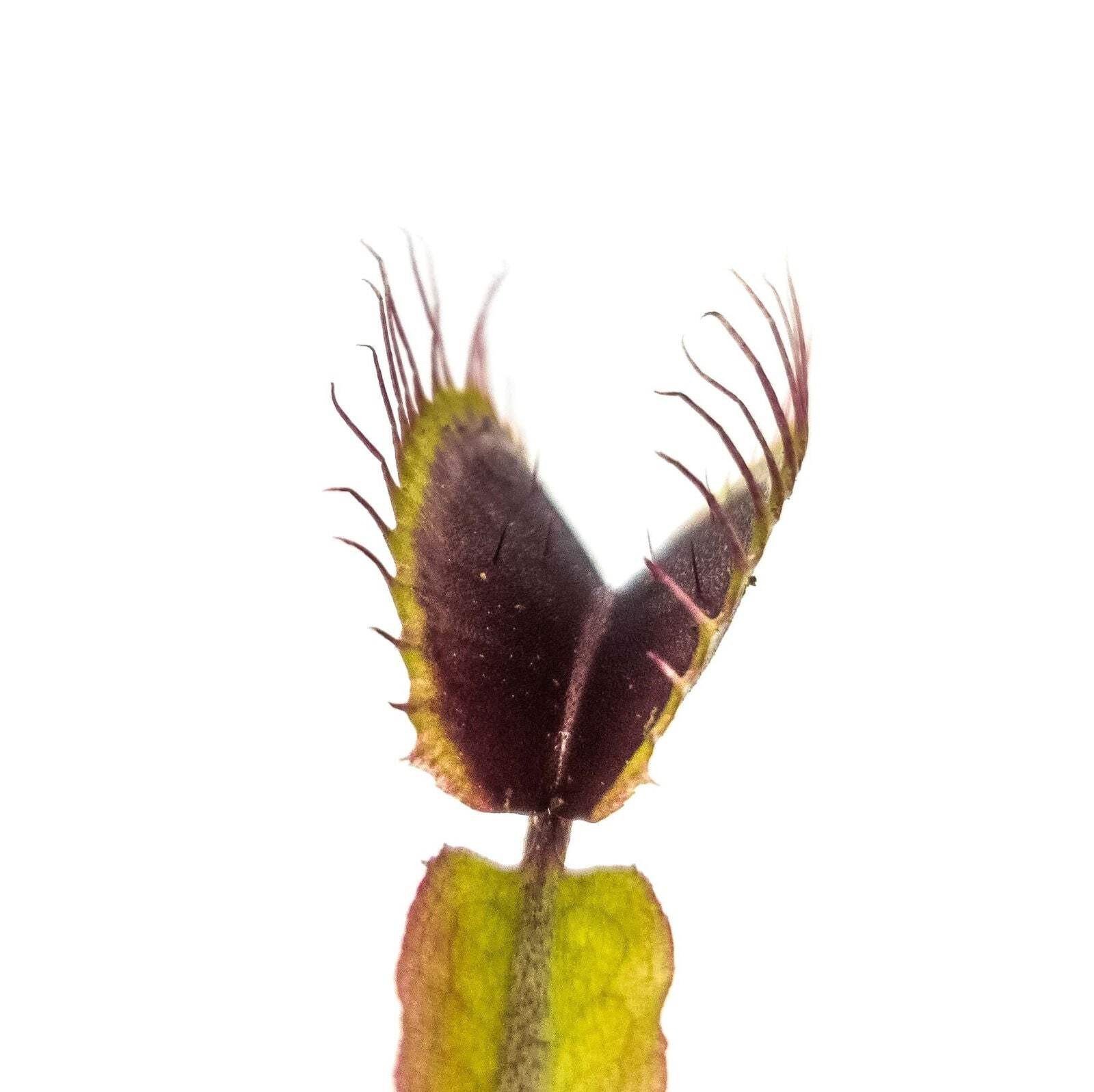 Akai Ryu (Red Dragon) Venus Fly Trap