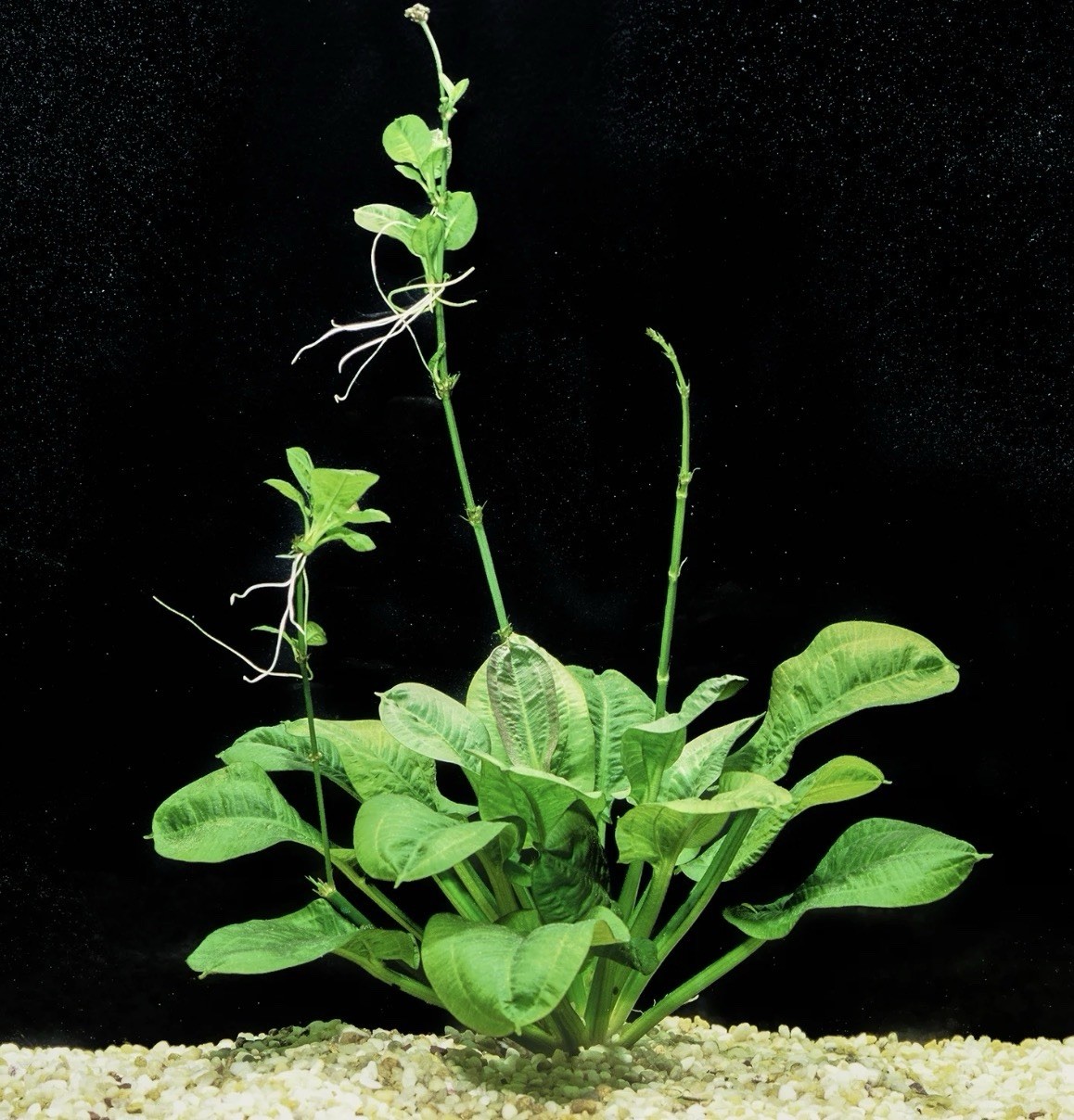 Rosette Sword  (Echinodorus parviflorus) BUY 2 GET 1 FREE Live Aquarium Plants