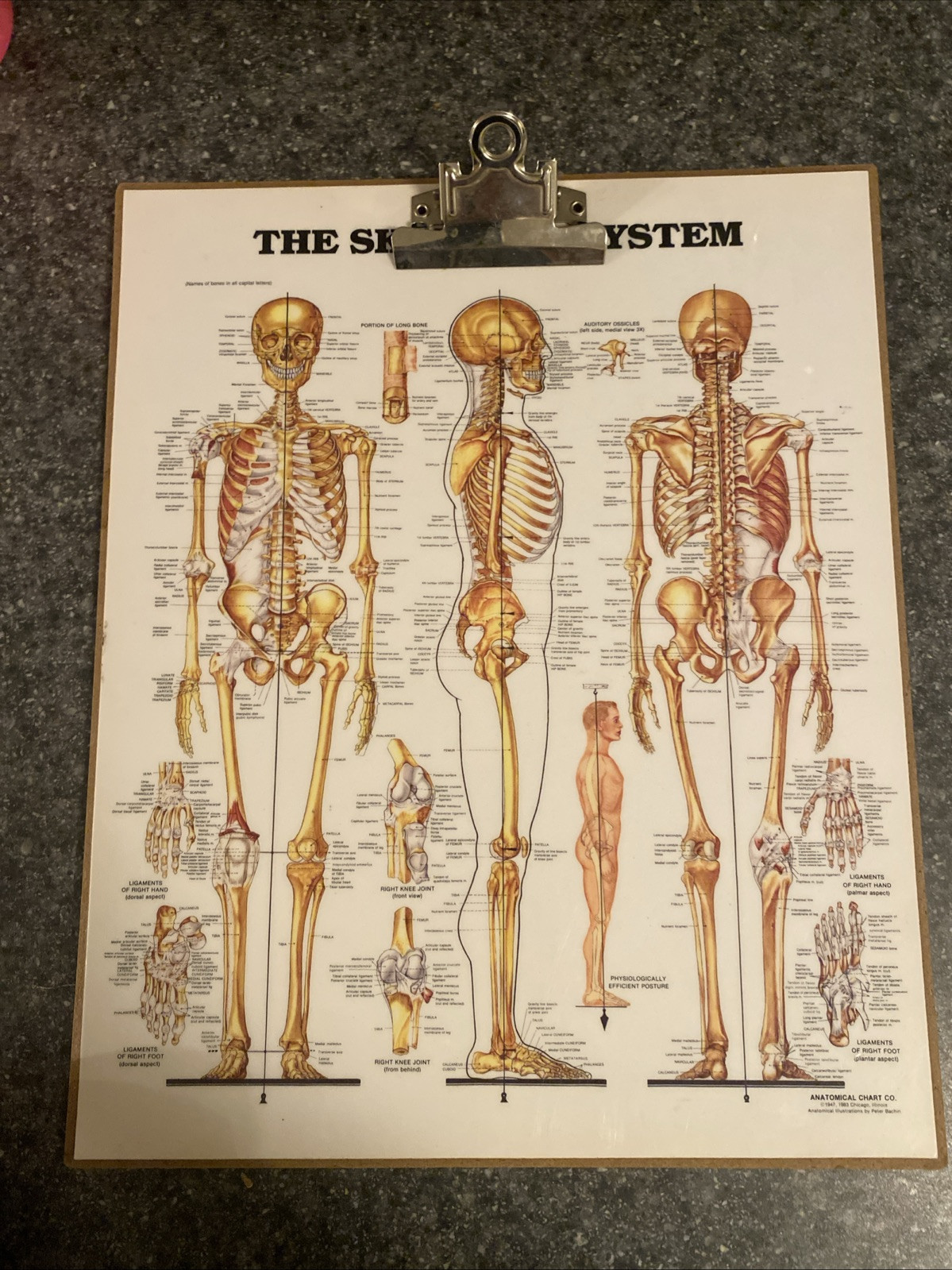 Vintage Skeletal System Chart Clip Board ~  Skeleton Charts Anatomical Clipboard