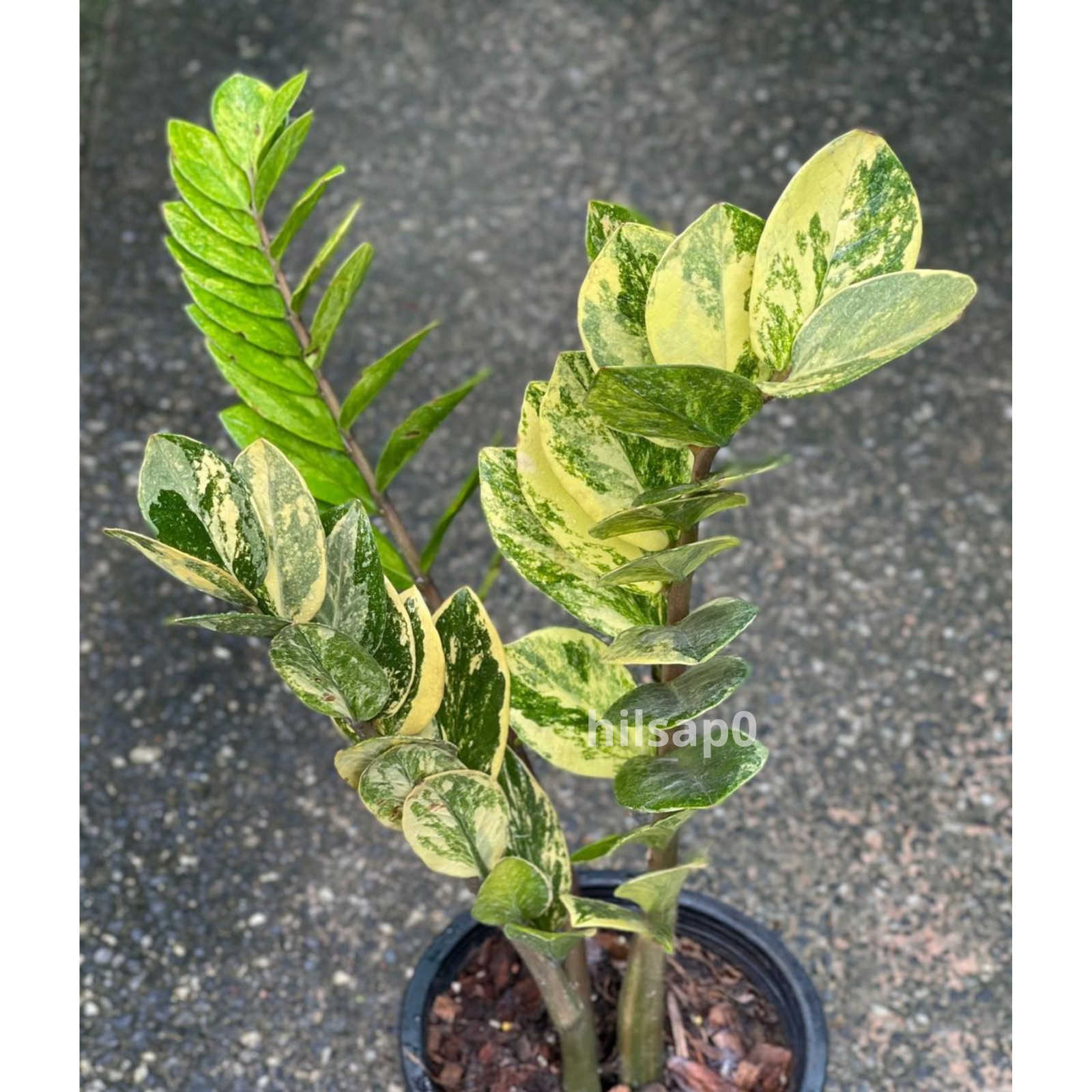 ZZ  Variegated | Zamioculcas Zamiifolia Including Phytosanitary Certificate