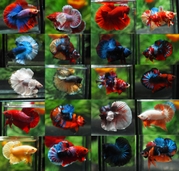 VITAMIN Pet Fish Betta SUMA Tannin Malabar leaf extract prevent bacteria 12 ml.