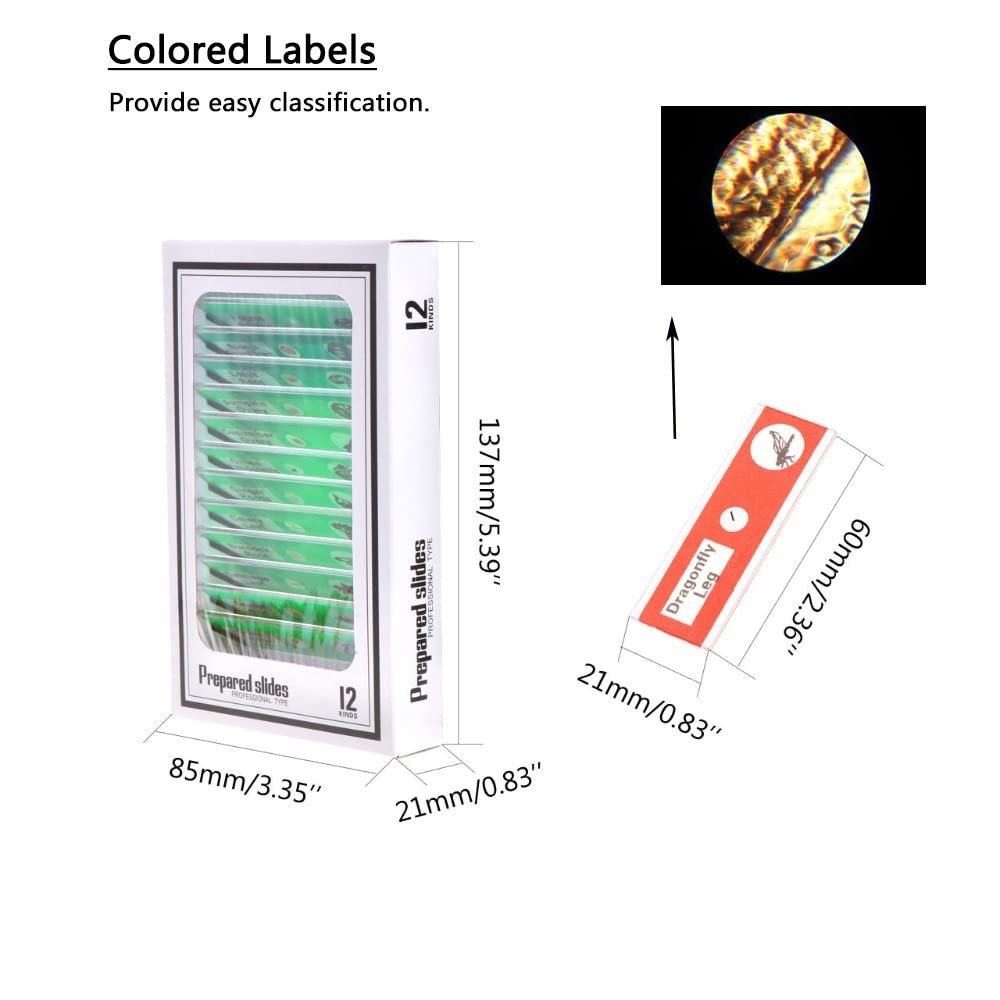 60PCS Prepared Microscope Slides for Kids – Safe & Engaging Science Exploration