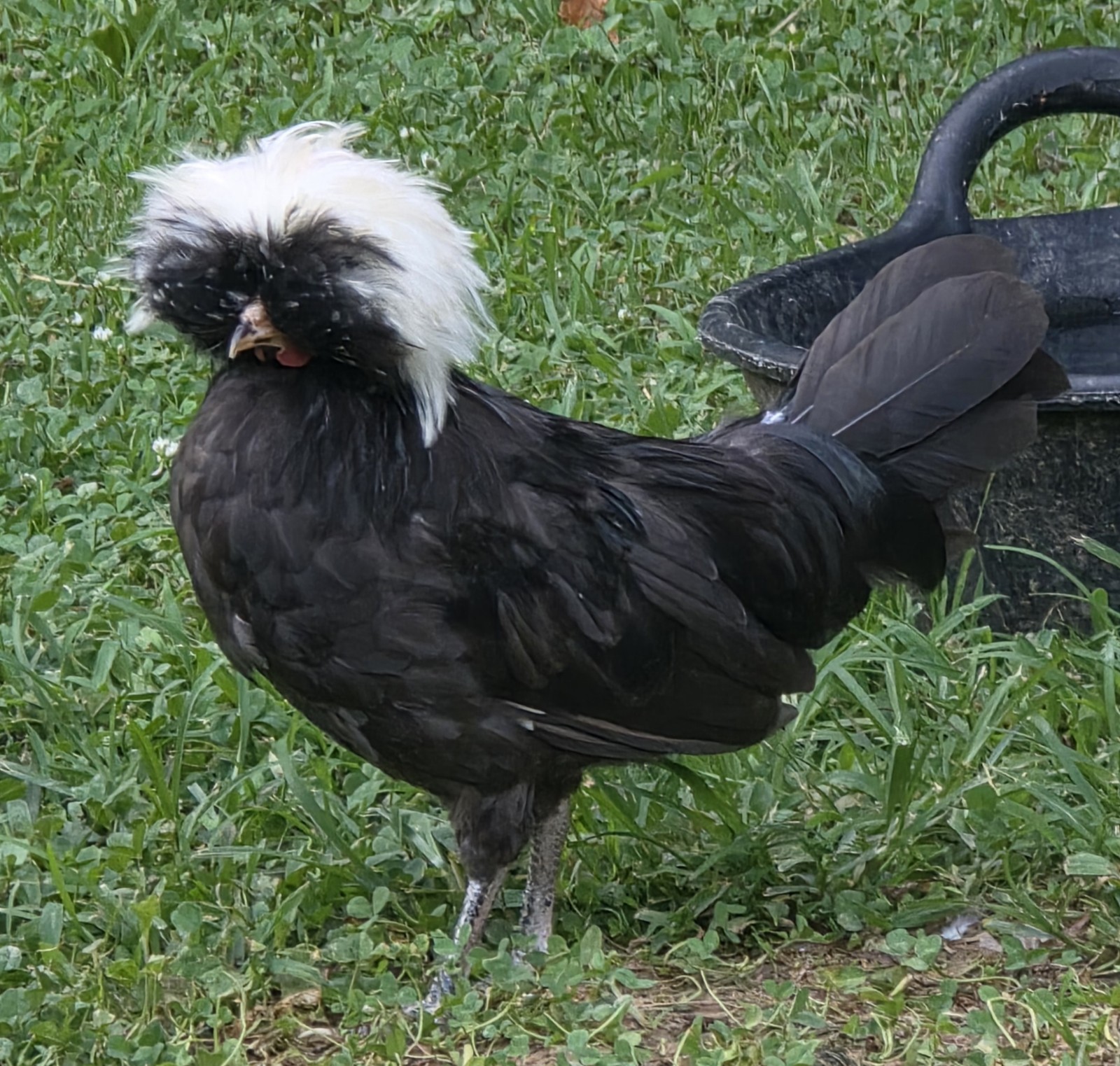 12+ White Crested Polish Bantam Fertile Hatching Eggs, NPIP/AI Free