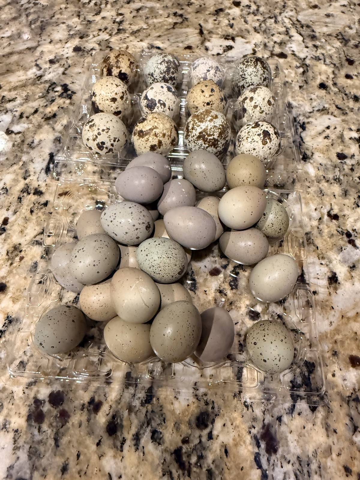 12 King quail and lethal silver hatching eggs