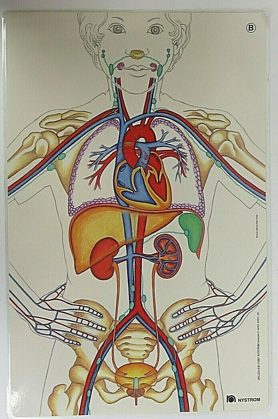 1987 Nystrom Digestive Circulatory Poster Laminated Chart 2 Sided Patricia Wynne