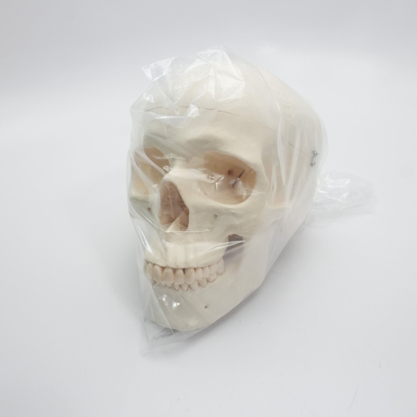 3B Scientific Model  Classic Human Skull Model, 3part - 3B Medical Anatomy