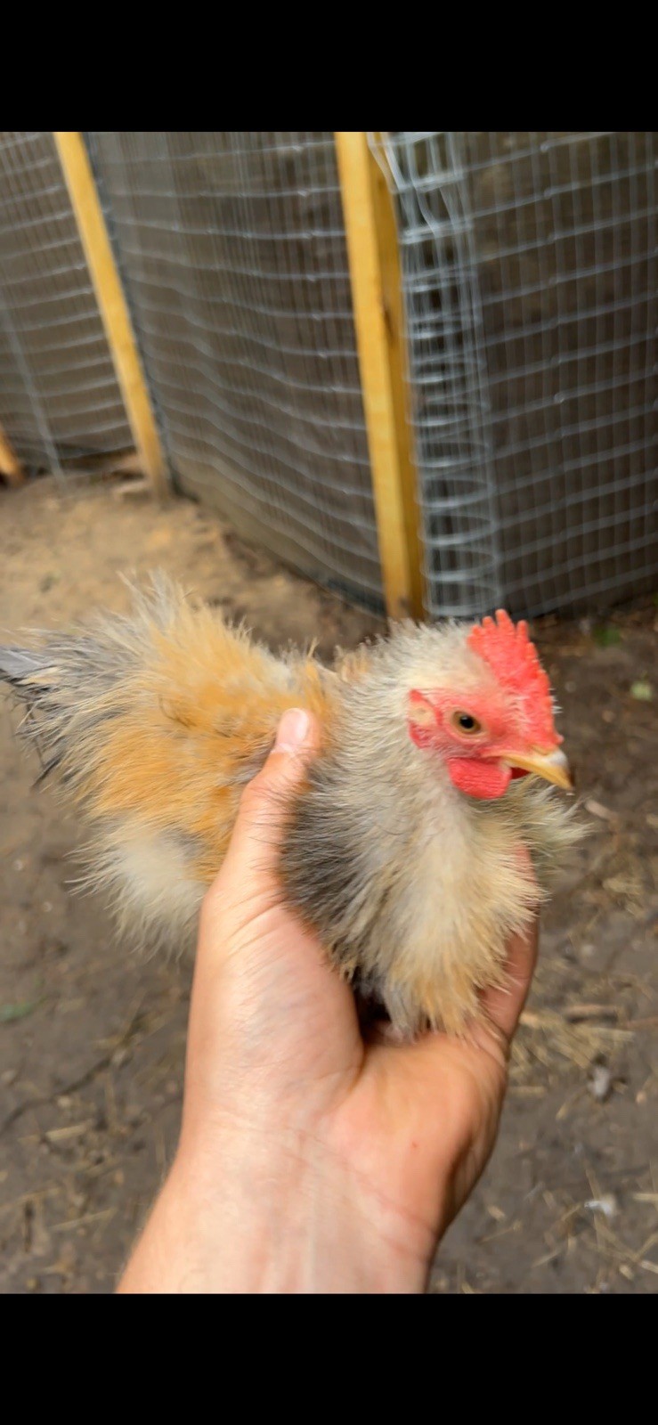 Serama Chicken Hatching Eggs (Frizzles and Sizzles. 6 Pack)