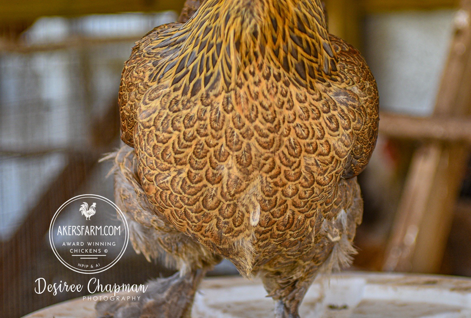 6+ Blue/Black/Splash SILVER/GOLD Partridge Brahma Hatching Eggs
