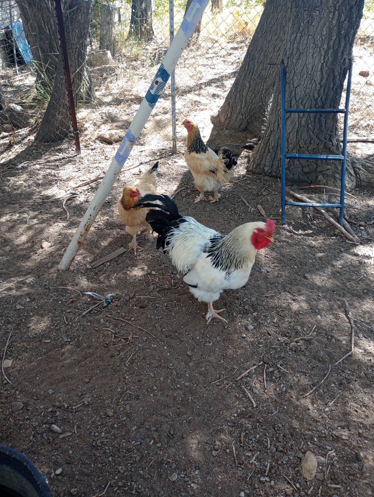 Brahma Chicken Fertilized hatching eggs 6+1
