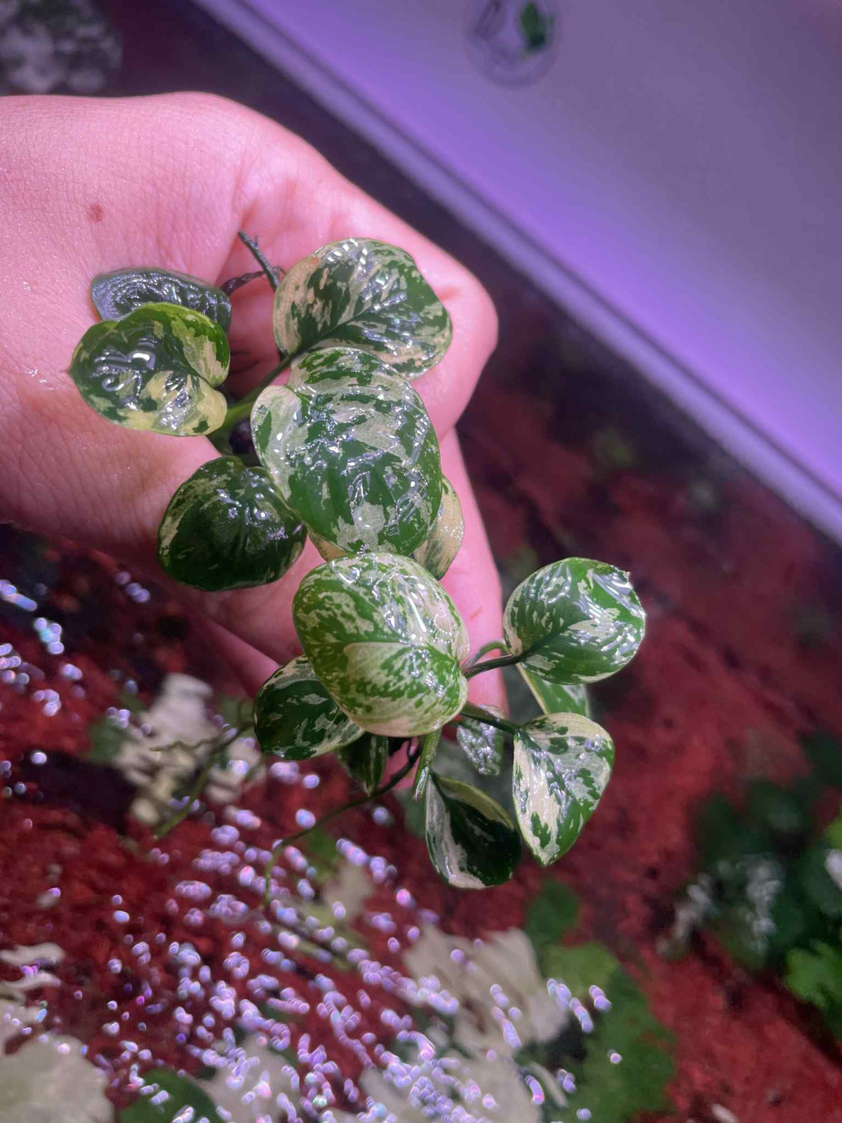 Anubias Variegated King Medium Ultra Rare BUY4GET1FREE LIVE PLANT FAST SHIPPING