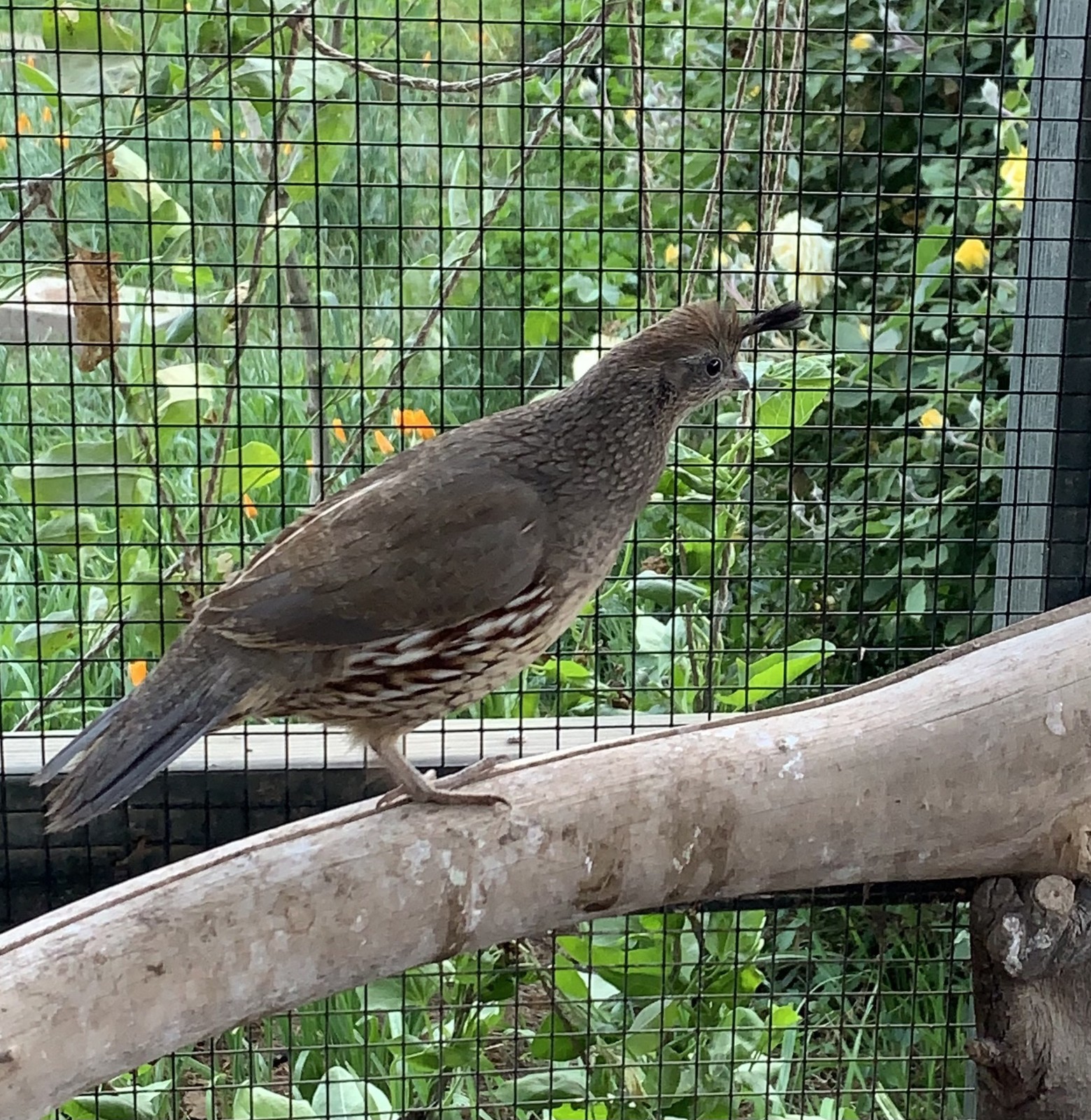 12+ Gambels Quail Hatching Eggs
