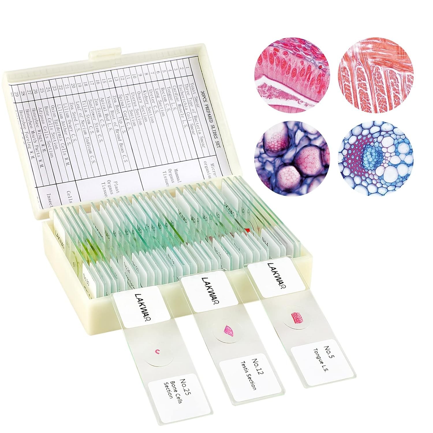 Educational Microscope Slides Kit with 30 Prepared Specimens for Beginners