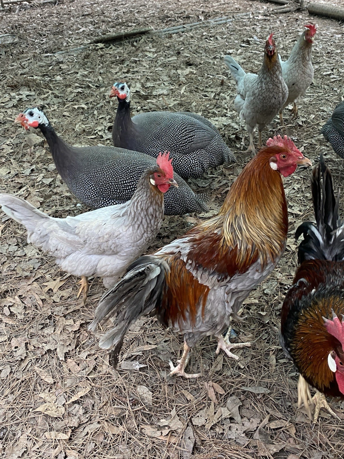 10ct Leghorn Hatching Eggs
