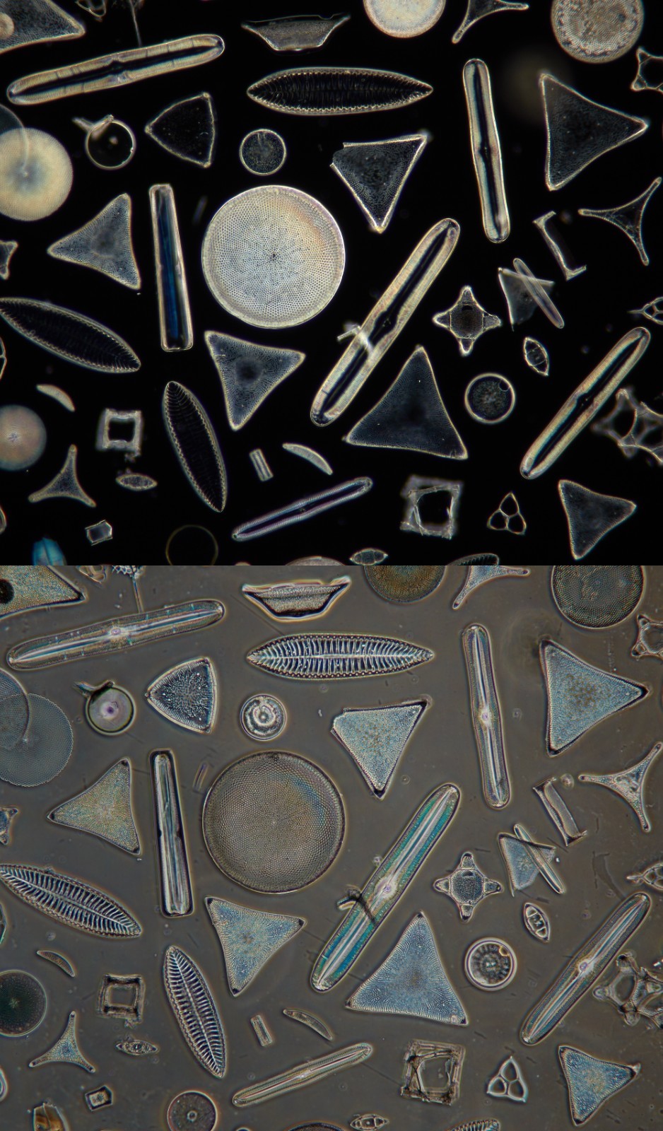 Nikon Labophot Phase Contrast Trinocular Microscope