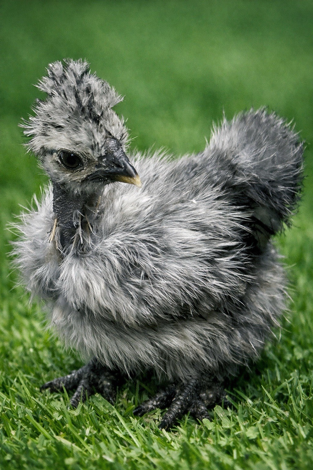 6+ Silkie Hatching Eggs - Fertile- NPIP