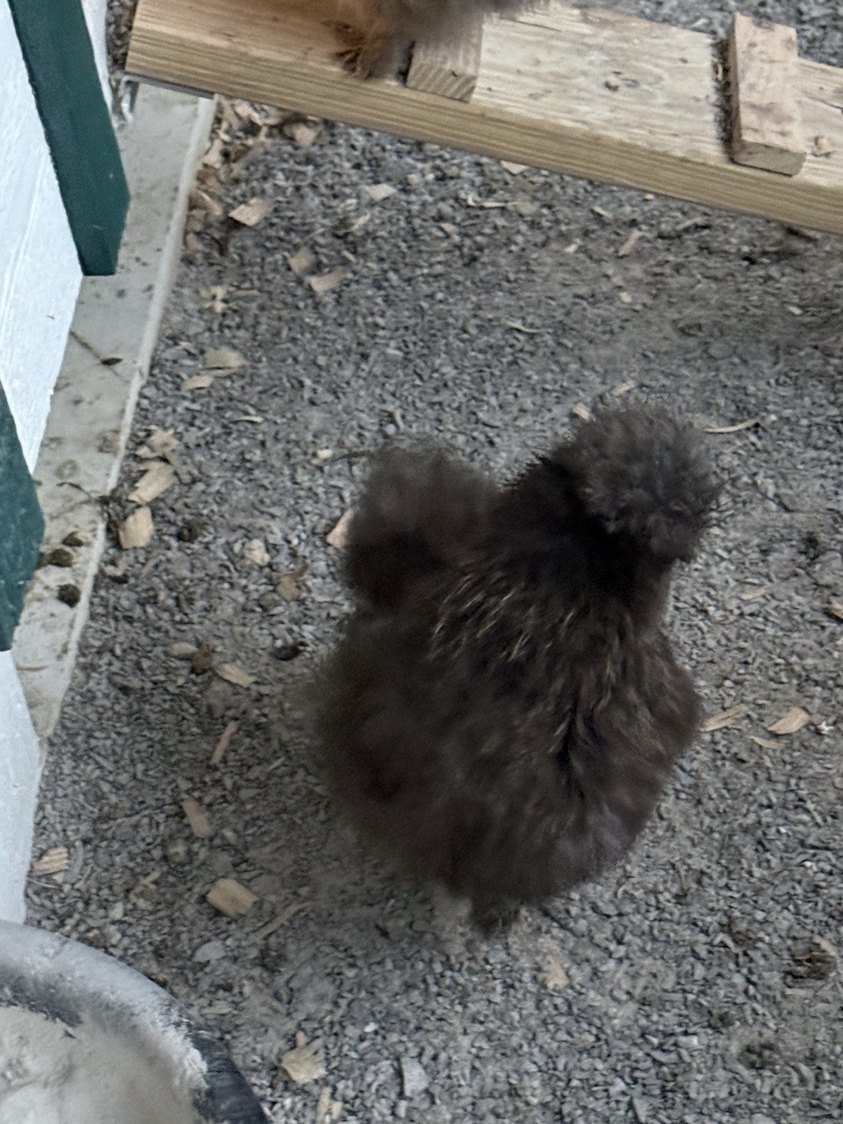 6 Silkie Hatching Eggs – Bearded, Fluffy, Show Quality Mix – Assorted Color