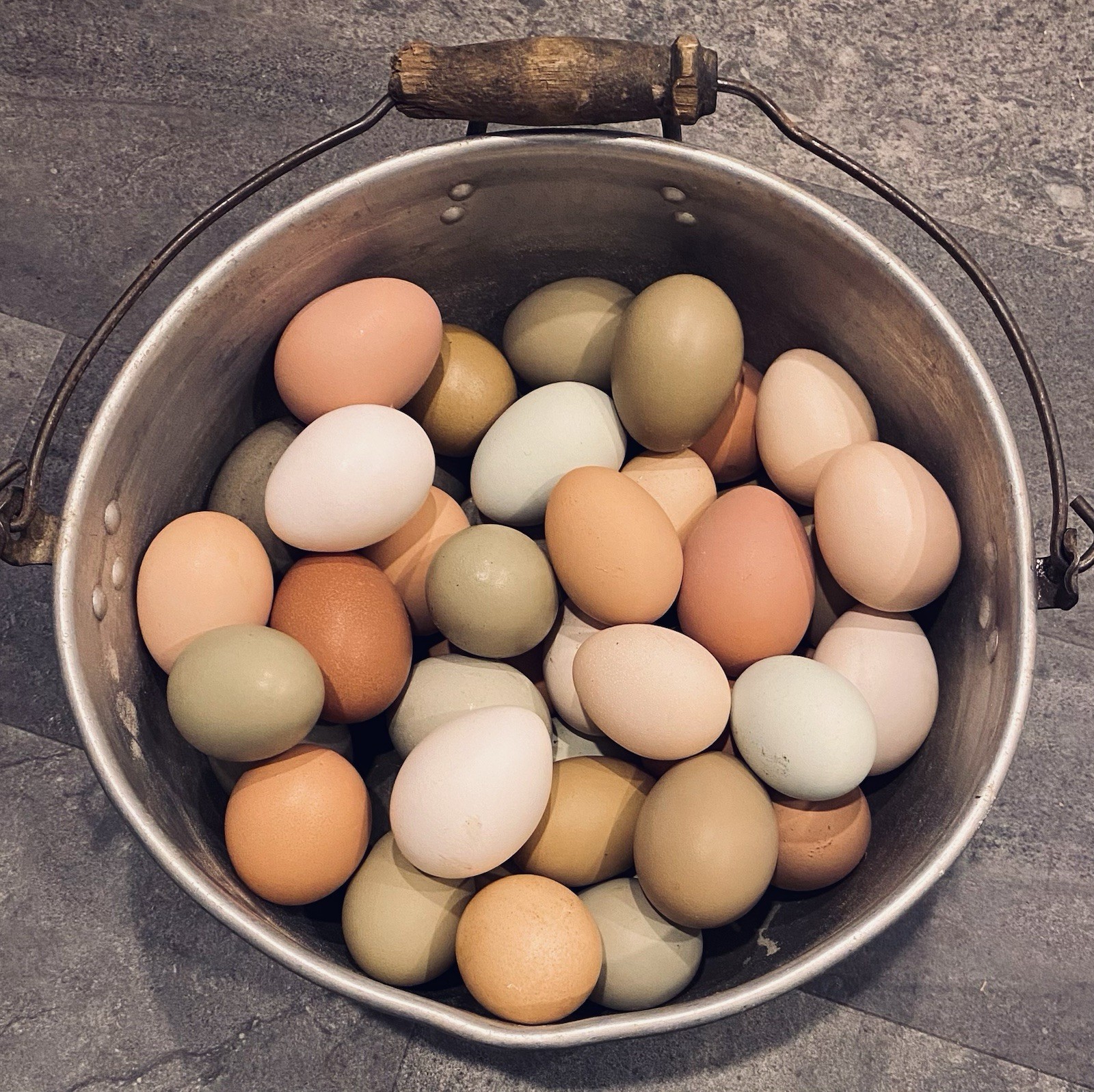 A+ Fertilized Eggs, Rare Breeds, Indio Gigante, Marans, Belgian, Layer, Colored